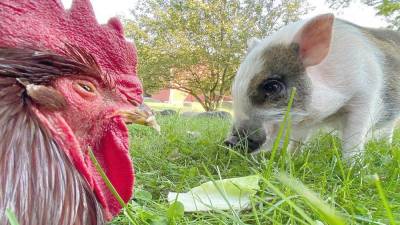 From Tamerlaine Sanctuary &amp; Preserve’s Facebook page: Turkey, one of our oldest roosters, is sharing a meal with Lil Vinny, our youngest pig, on this hot summer day. We love interspecies bonding.