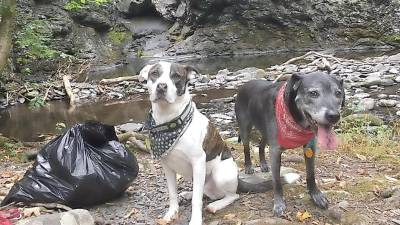 Four-legged litter pluckers at Marshalls Falls