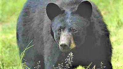 Heaviest black bear on record taken in Pike County