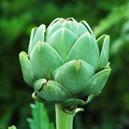 Celebrate spring with a compassionate diet