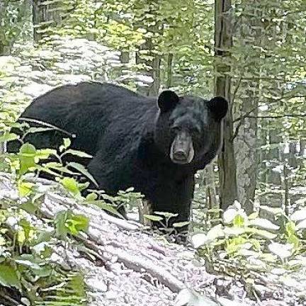 A large male black bear seen on the Paulinskill Rail Trail in Hampton Township.