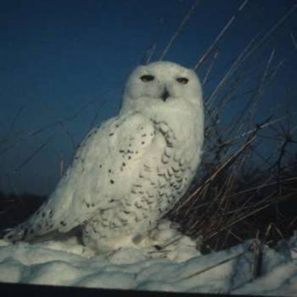 Live raptors to accompany talk along the Wallkill