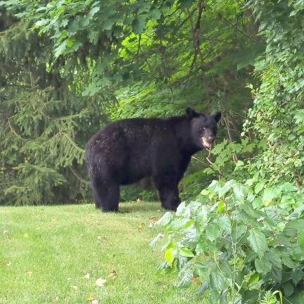 A large black bear “smiles” at the camera in Warwick, NY. Have photos of local bears? Email them to us at comm.engage@strausnews.com