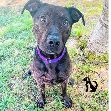 Pet of the Week: Meet Fiona