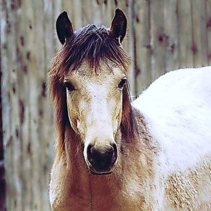 GAIT horse Thunder dies after medical efforts fail