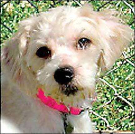19 dogs rescued by humane society