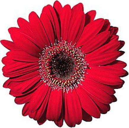 Have fun with flowers