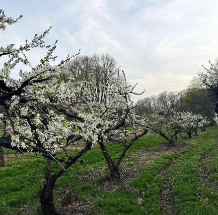 Apple buds appear on trees at Windy Brow Farms in Fredon, N.J. Photo provided by Jake Hunt of Windy Brow Farms.