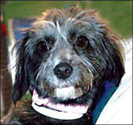 Friends needing homes