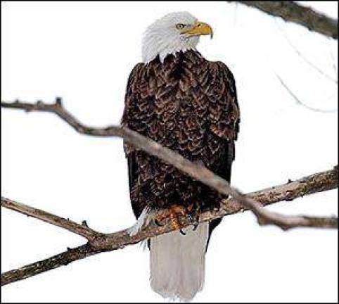 Eagle program recruiting volunteers