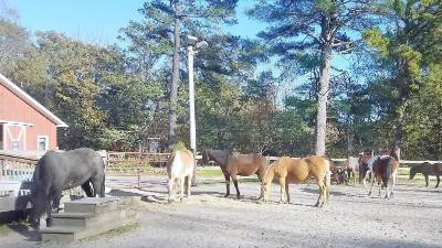 GAIT’s horses enjoying the sunshine after a solid day’s work