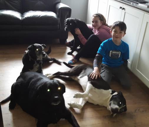 Front: Harley (left), Bugsy (right) being pet by Blake. Back: Hope (left) and Rambo (right) being pet by Keira. Harley and Rambo are the newest additions.