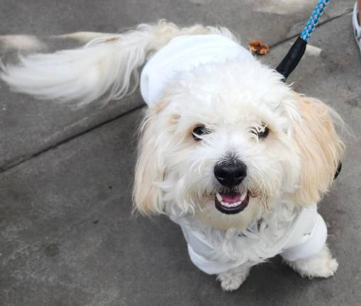 Halloween Dog Parade