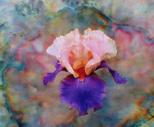 "Iris" by Debbie Gioello