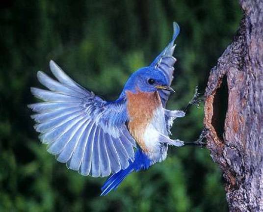 Eastern bluebird