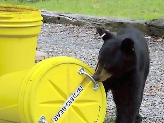 A black bear tries to figure out how to open a trash can, in Barry Lakes, NJ.