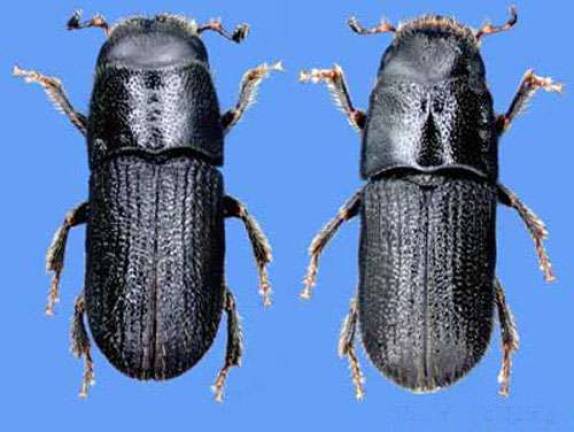 The southern pine beetle (Photograph by David T. Almquist, University of Florida: http://entnemdept.ufl.edu)