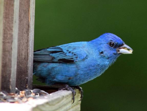 An indigo bunting. Image by heronworks from Pixabay.