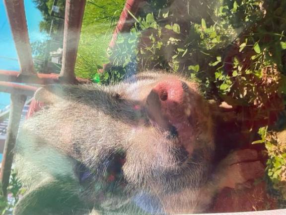 One of three pigs that were among the animals seized on Sept. 11, 2022. The original photo is from an album made by a former Noah’s Park employee.