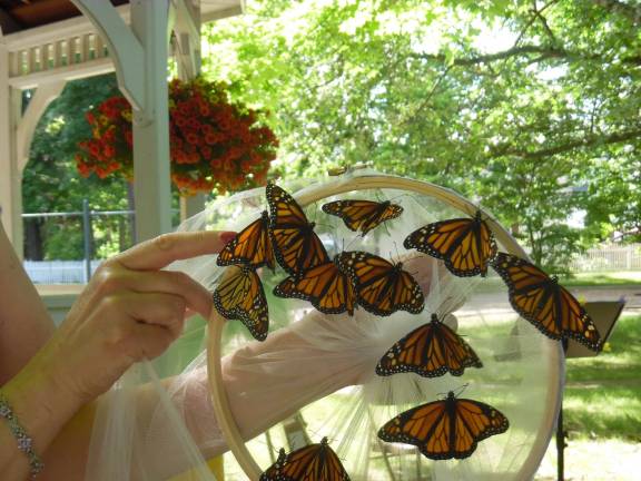 Butterflies set to be released.