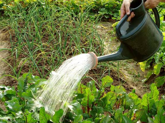 Recycling &quot;gray water&quot; -- wastewater from baths, sinks, washing machines and other relatively clean sources -- to water plants is one way to conserve water use.