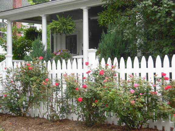 Roses line up the front fence in West Catharine Street.