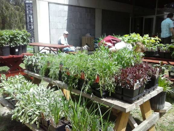 Plants were displayed on separate tables according to if they need full sun, or partial shade.