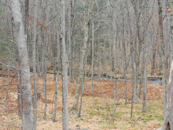 Five bedroom creek-front contemporary