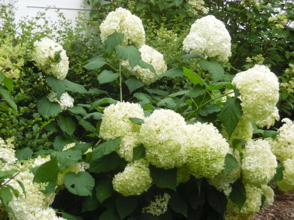 White hydrangeas in the grounds of one of the tour's West Catharine Street properties.