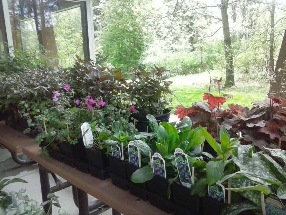 More of Carolyn Rose Shuttleworth's plants.
