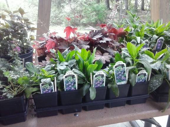 These plants were grown by Master Gardener Carolyn Rose Shuttlewort, who volunteered at the sale.