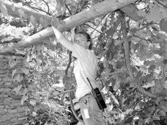 Internships available through forest service at Grey Towers