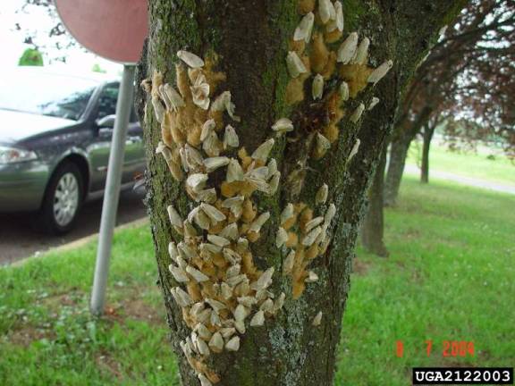Gypsy moth females laying egg masses (Milan Pernek, Forestry Research Institute: Bugwood.org)