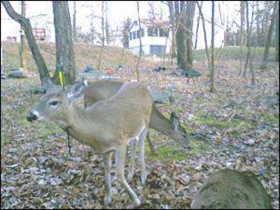 Who will help a wounded deer?