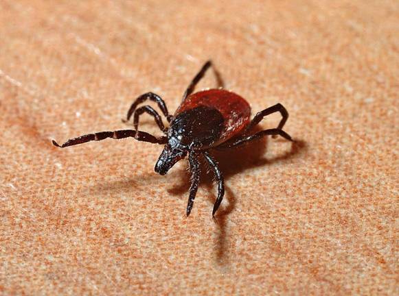 Tick Borne Diseases Task Force Health Symposium coming July 30