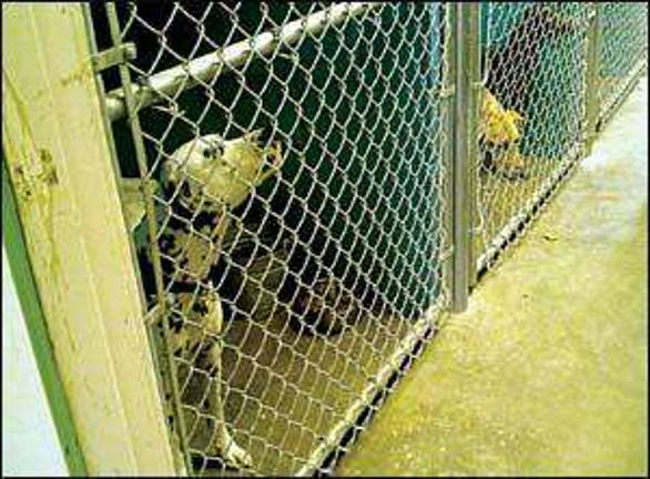 Economy is hitting humane society hard