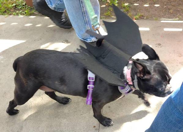 Halloween Dog Parade