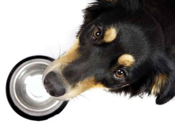 5 ways to cut that doggone pet food tab