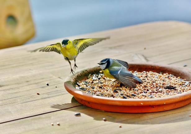 Bird seed fundraiser