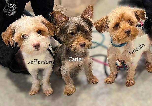 Meet Jefferson, Carter and Lincoln