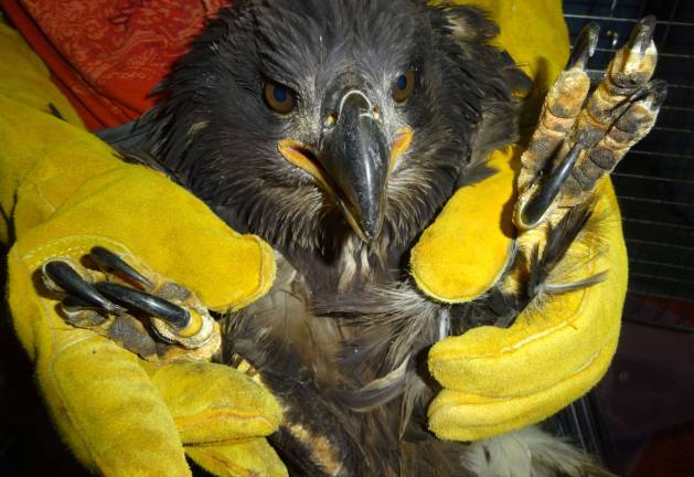 The eaglet was discovered at Pocono Lake Preserve in Pocono Lake on July 15.