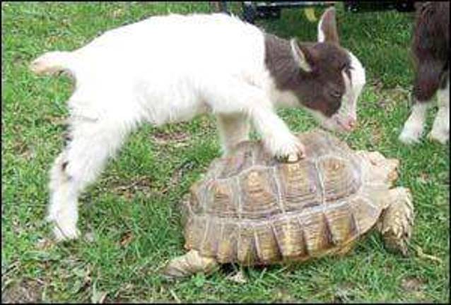 Open Farm Day coming up at Country Ark