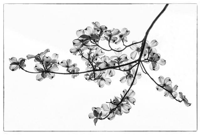 The 2019 winning entry: “Dogwoods” by Joy Schmitz