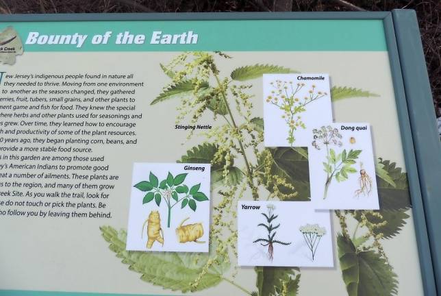 Sign shows drawings of plants used by the local “Indians,” including chamomile. (Photo and caption by Rick Patterson)