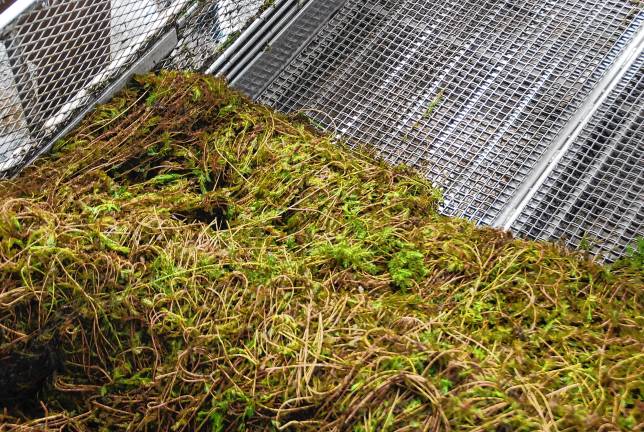 Weeds are pulled along the second conveyor to the holding area.