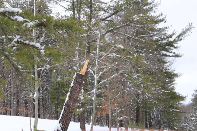Healthy trees snapped in half under the brute force of Winter Storm Riley (Photo by Pamela Chergotis)