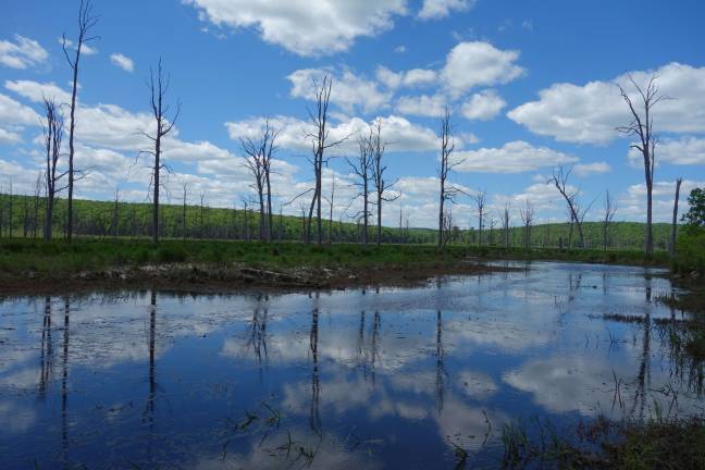 For the love of swamps