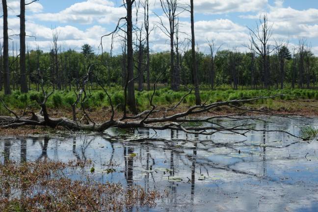 For the love of swamps