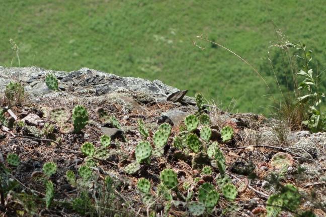 A cactus blooms above Milford