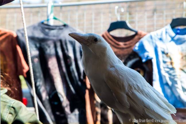 The animals are from the Environmental Expo, Pocono Wildlife Rehabilitation Center, and included a porcupine, screech owl, sand a white crow. The Albino crow is named Einstein. Crows can mimic sounds and this one loved to whistle during programs.